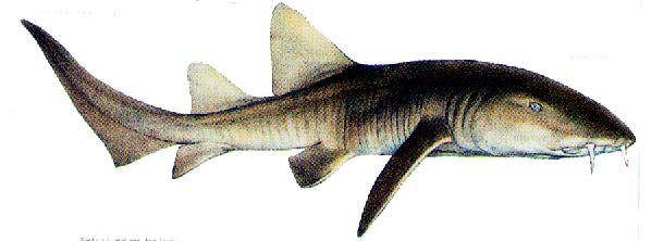 Ginglymostoma cirratum_09.jpg